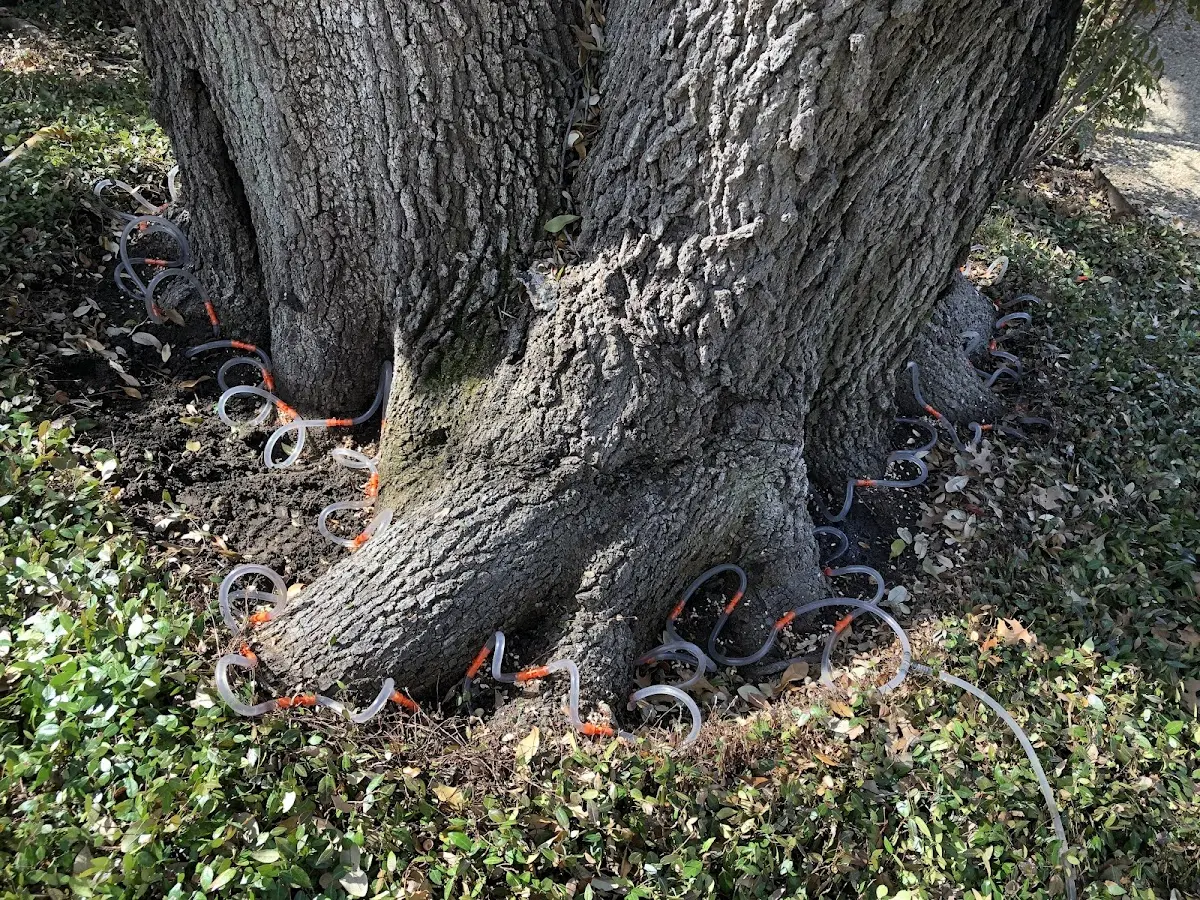 Detailed Tree Cabling and Bracing job site in Manville