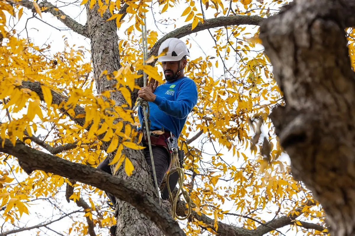 Skilled Storm Damage Cleanup crew working in Manville